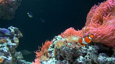  Jewel Anemone: Brightly Coloured Coral Reef Residents Displaying Both Graceful Swaying and Remarkable Tentacle Retraction!