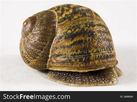  Moustache Snail：Is This Shell-Wearing Wonder Hiding Its Face Behind A Whisker?