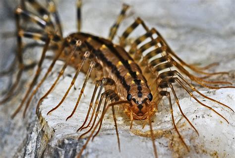  歐氏蜈蚣：一種擁有驚人再生能力的古老生物！