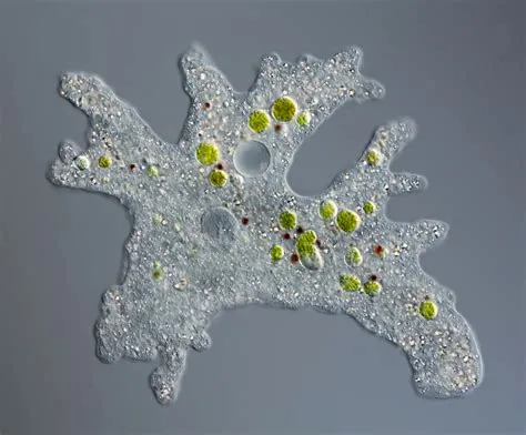   Leptotaxis！ This Tiny Amoeba's Way of Life Will Blow Your Mind!