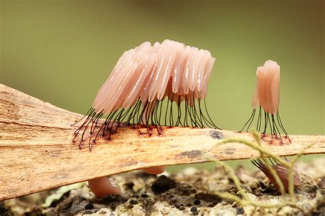  Limax: 探索粘液世界的奇異生物！