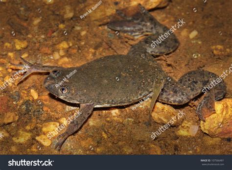  Uganda Clawed Frog：This Amphibious Acrobat Leaps Through Life With Stealthy Precision and Unexpectedly Charming Croaks