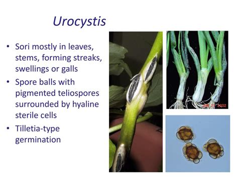   Urocystis 潛藏於植物細胞的微小奇蹟！