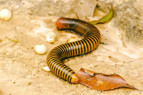  Vietnamese Millipede：從柔軟的環節到堅硬的甲殼，探索這奇特的節肢動物世界！